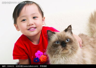 怎么只宠物猫衣服