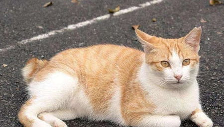 宠物猫雨天走丢怎么办啊