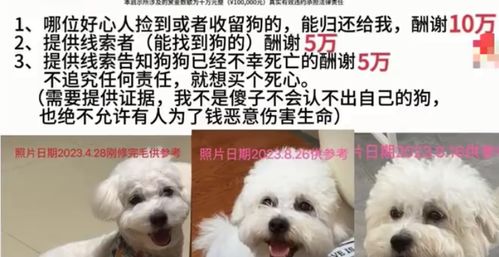 买了一只宠物狗怎么养好