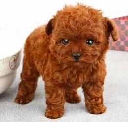 贵宾幼犬多少钱一只