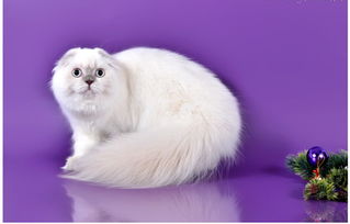 宠物猫怎么打理毛发
