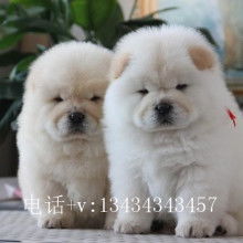 宠物狗土松狮怎么养好看