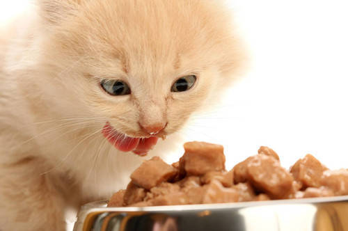 跑了的宠物猫怎么处理