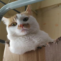 火车托运宠物猫怎么收费
