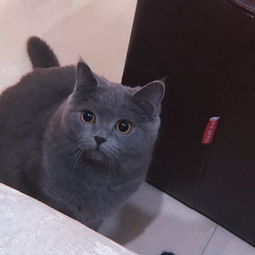 新手养宠物狗猫怎么养的