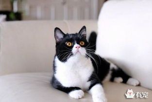 宠物猫怎么抱回家
