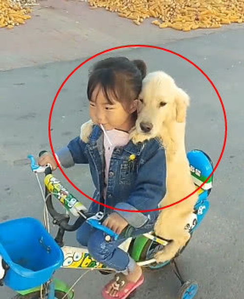 怎么让父母买小宠物狗养