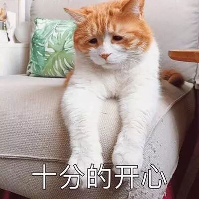 宠物猫的生意怎么做的呢