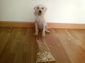 宠物狗乱捡东西吃怎么办