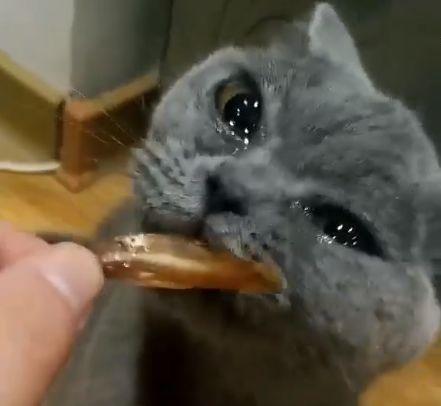 宠物猫半夜会哭怎么办呢