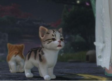 逆水寒怎么宠物猫