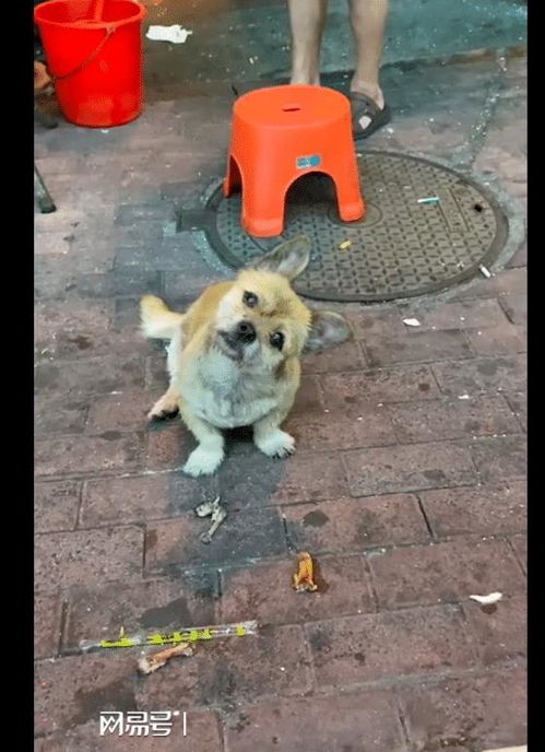宠物狗吃路边摊怎么办啊