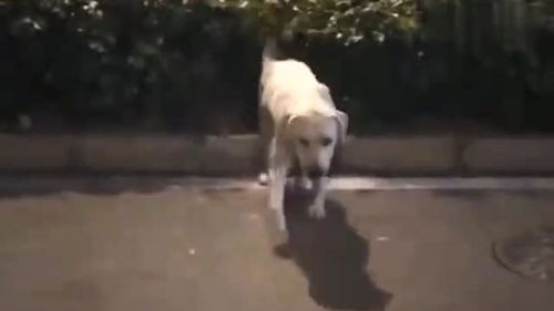 宠物狗做房子怎么做的