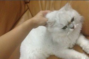 怎么教宠物猫不能咬人