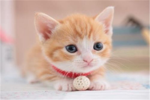 宠物猫怎么上火车