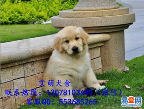 一只金毛幼犬多少钱