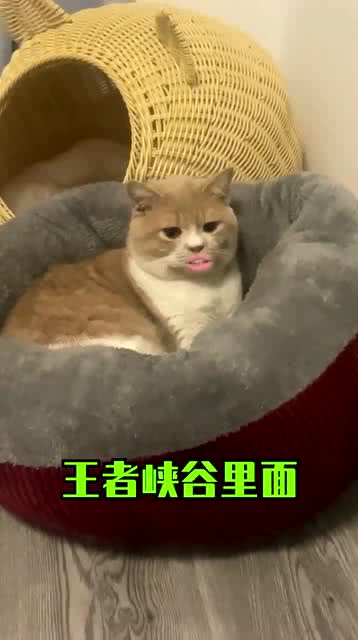 怎么教宠物猫学人说话