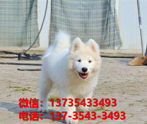 宠物狗萨摩日常怎么养的
