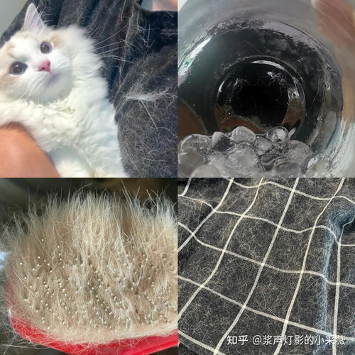 宠物猫毛怎么净化的