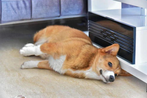 宠物狗太粘主人怎么办
