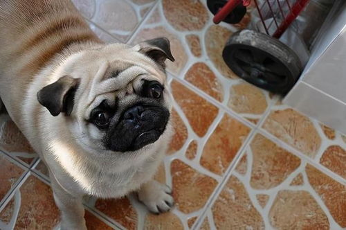 巴哥犬多少钱一只幼犬