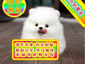博美幼崽宠物狗怎么养