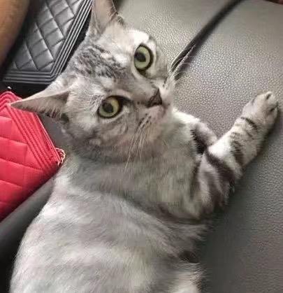 宠物猫怎么铲屎