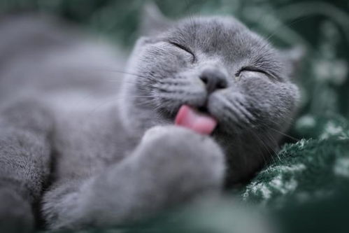 宠物猫吃了老鼠怎么办