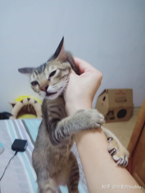 怎么能抓住宠物猫