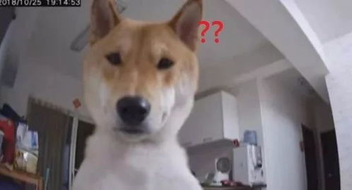 宠物狗被监视会怎么样吗