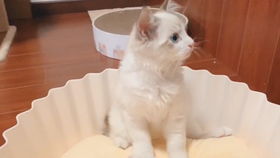 布偶怎么成为宠物猫
