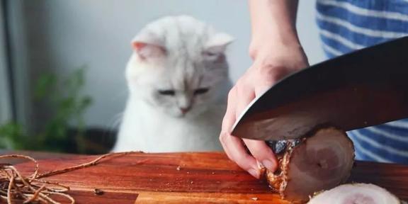 宠物猫吃猪肉嘛会怎么样
