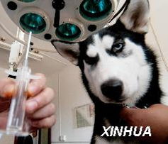 宠物狗身份证怎么办理