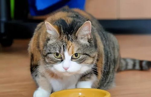 带着宠物猫怎么减肥