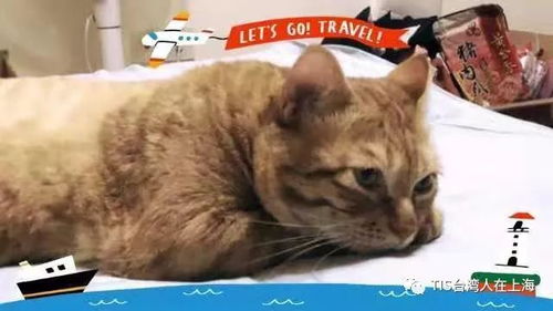 大巴怎么携带宠物猫回家