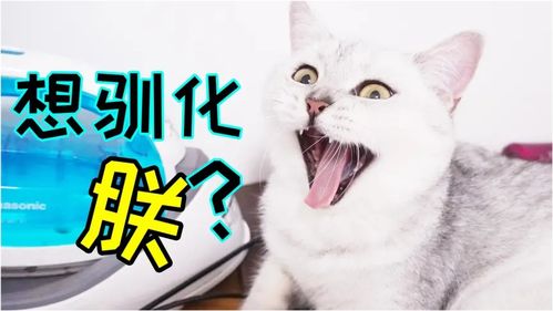 怎么驯化家长宠物猫