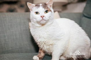 宠物猫小猫怎么照料