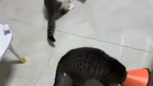 宠物猫脖套怎么戴