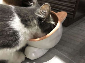宠物猫零食怎么喂好吃呢