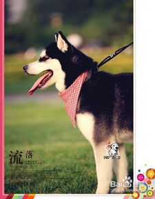 宠物狗炸毛怎么办小妙招