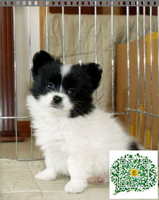 蝴蝶犬多少钱一只