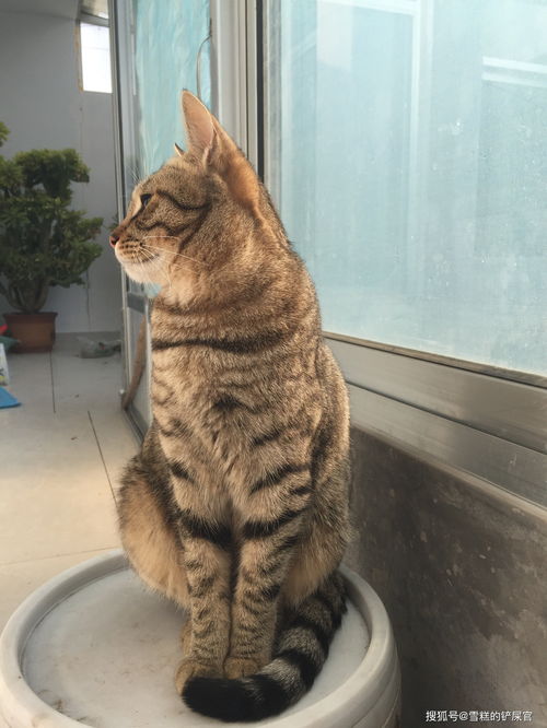 土猫宠物猫粮怎么选好