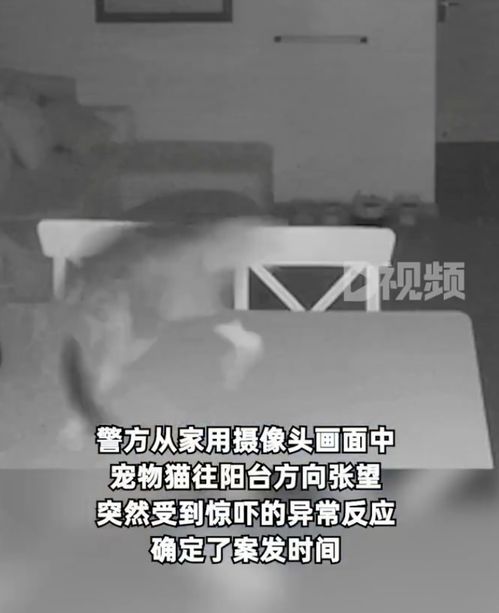 入室盗窃宠物猫怎么处罚