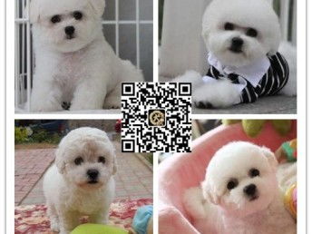 深圳买宠物狗怎么样买的