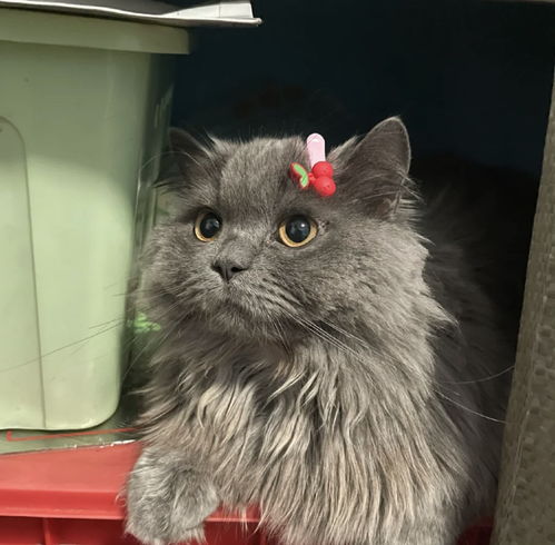宠物猫吃草吐毛怎么办啊