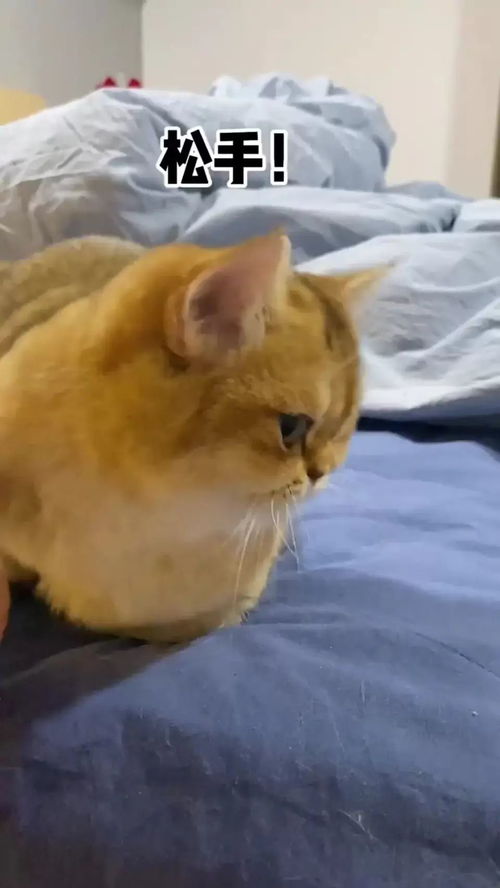 宠物猫没了怎么安慰她