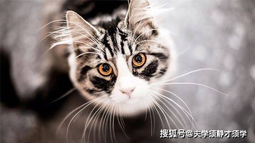 宠物猫的胡子怎么写