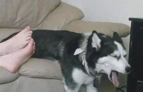 宠物狗舔脚丫子怎么办