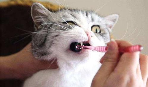 宠物猫怎么跟他刷牙