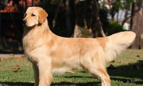 金毛拉布拉多犬多少钱